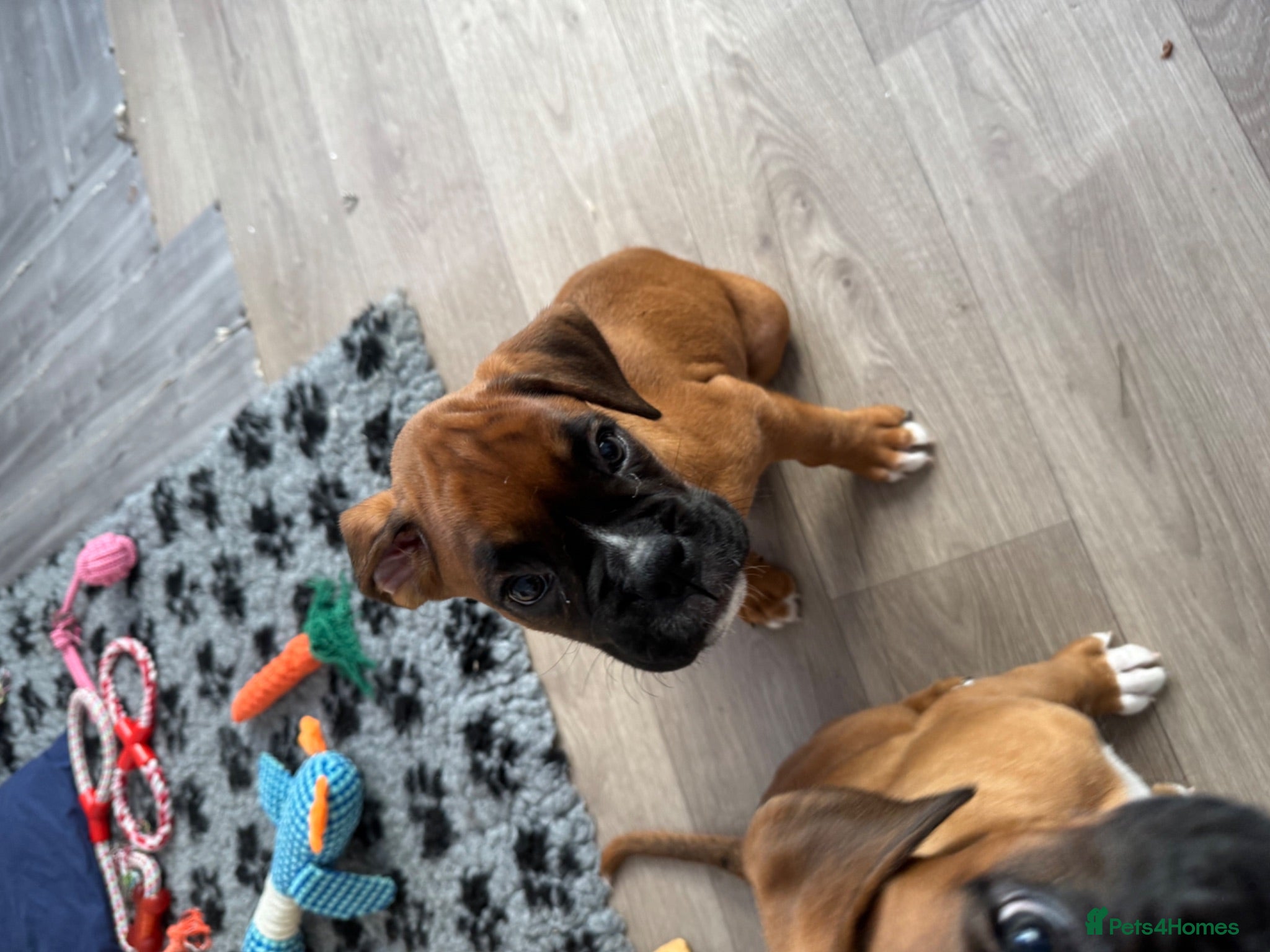Boxer dogs charthaihen boxers - Advert 20