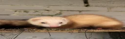 Ferret rodents for sale: 4 Pet Ferrets  in Hull - Advert 1