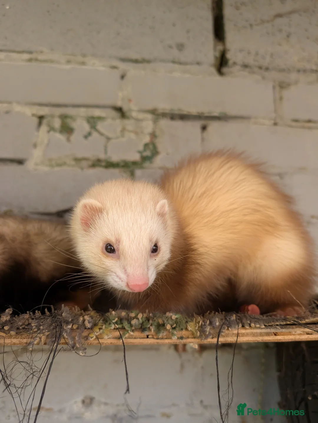 Ferret rodents for sale: 4 Pet Ferrets  in Hull - Advert 1