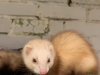 Ferret rodents 4 Pet Ferrets in Hull - Advert 1