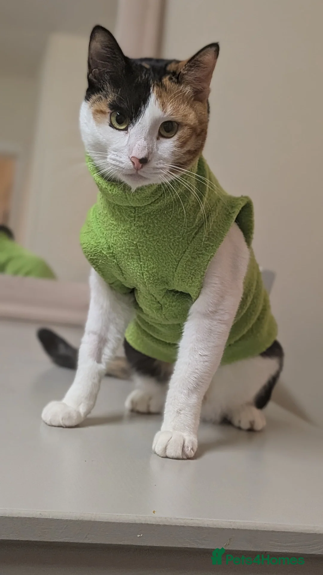 Arabian Mau cats for adoption: Female Rescue Cat for Adoption - Advert 3