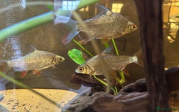 Cichlids fish for sale: Large Cichlids and Dithers - Image 3