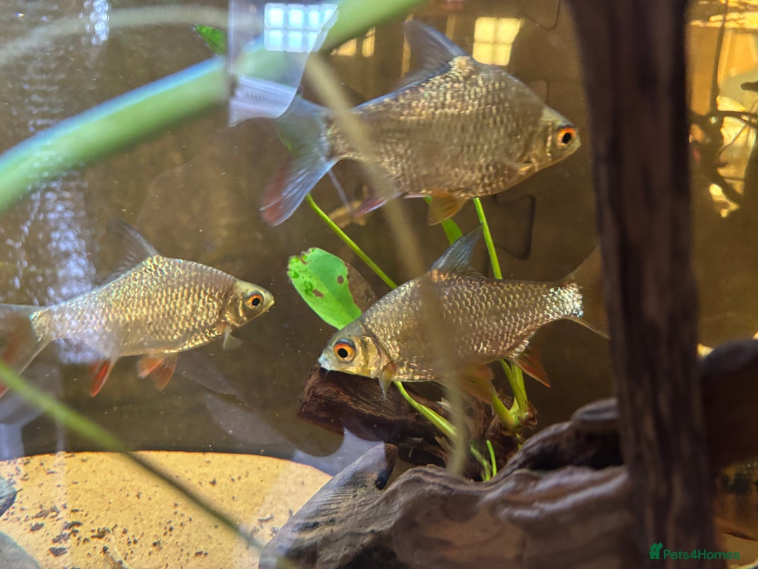 Cichlids fish for sale: Large Cichlids and Dithers - Image 3