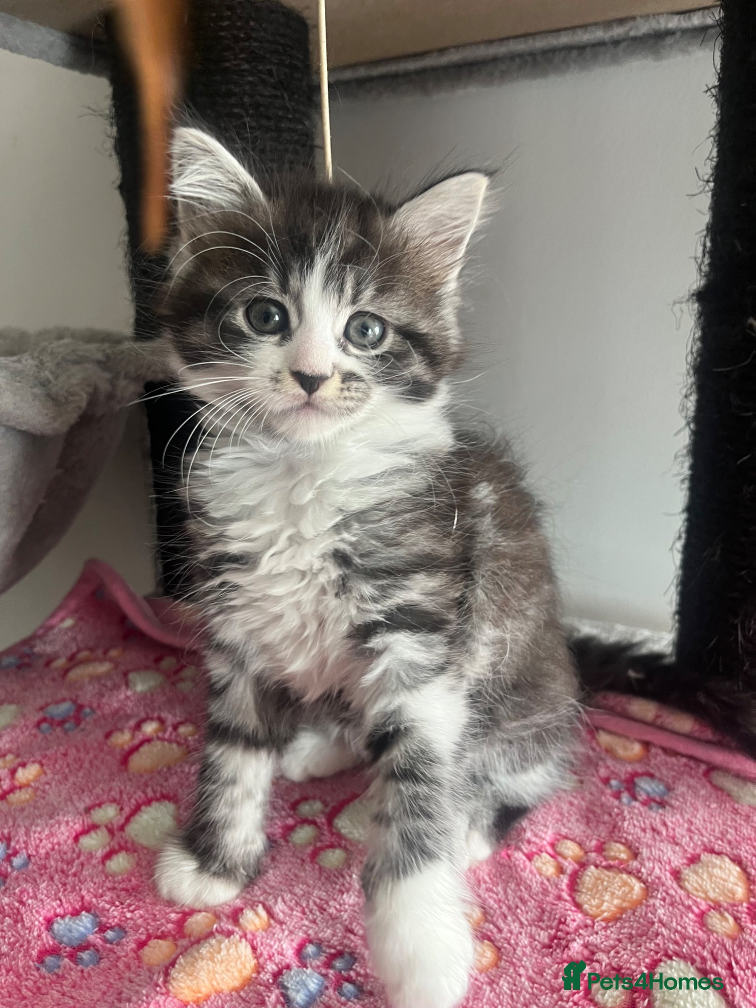 Maine Coon cats Mainecoon kittens  - Advert 7