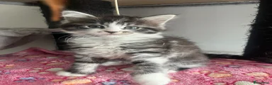Maine Coon Kitten 5- pink 