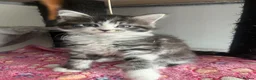 Maine Coon cats for sale: READY NOW! Maine Coon kittens  - Advert 1