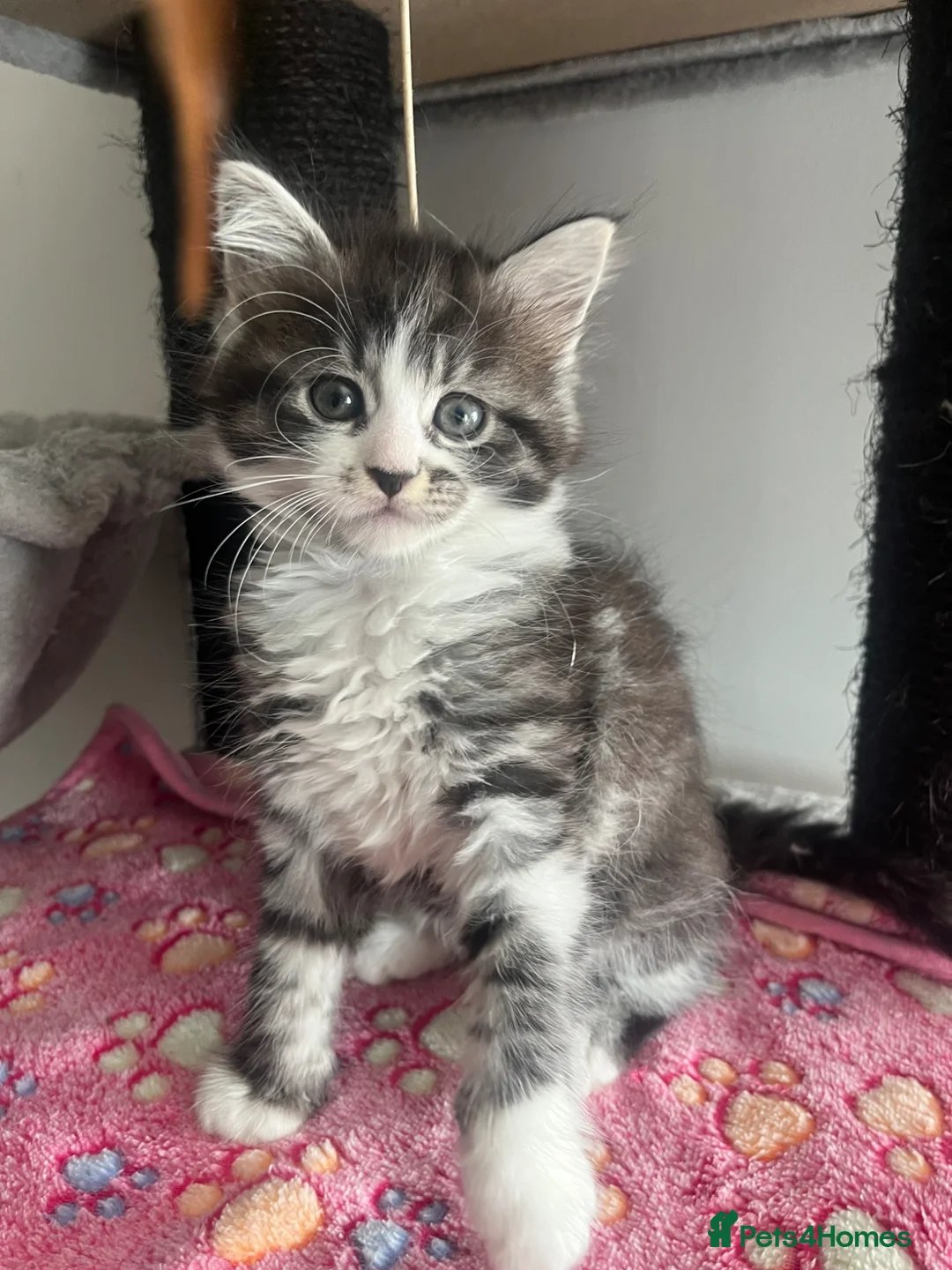 Maine Coon cats for sale: READY NOW! Maine Coon kittens  - Advert 1
