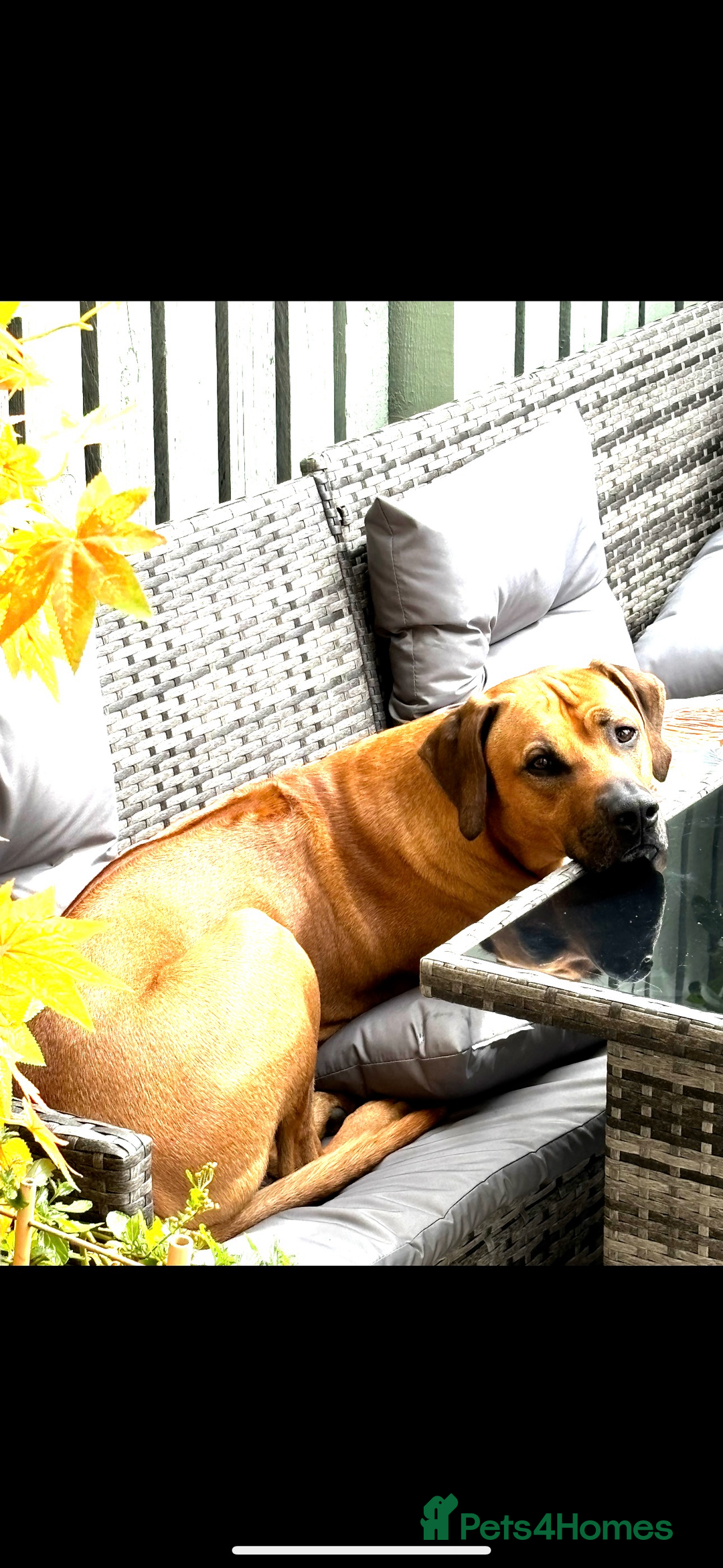 Rhodesian Ridgeback dogs for stud: Rhodesian Ridgeback - Advert 22