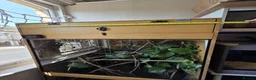 Chameleon reptiles for sale: Xl arboreal wooden vivarium   in Matlock - Advert 4