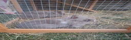 Lionhead rabbits for sale: 2 Beautiful Fluffy Lionhead-Type Rabbits for Home in Reading - Advert 3