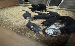 German Shepherd dogs for sale: German shepherd puppies  - Advert 7