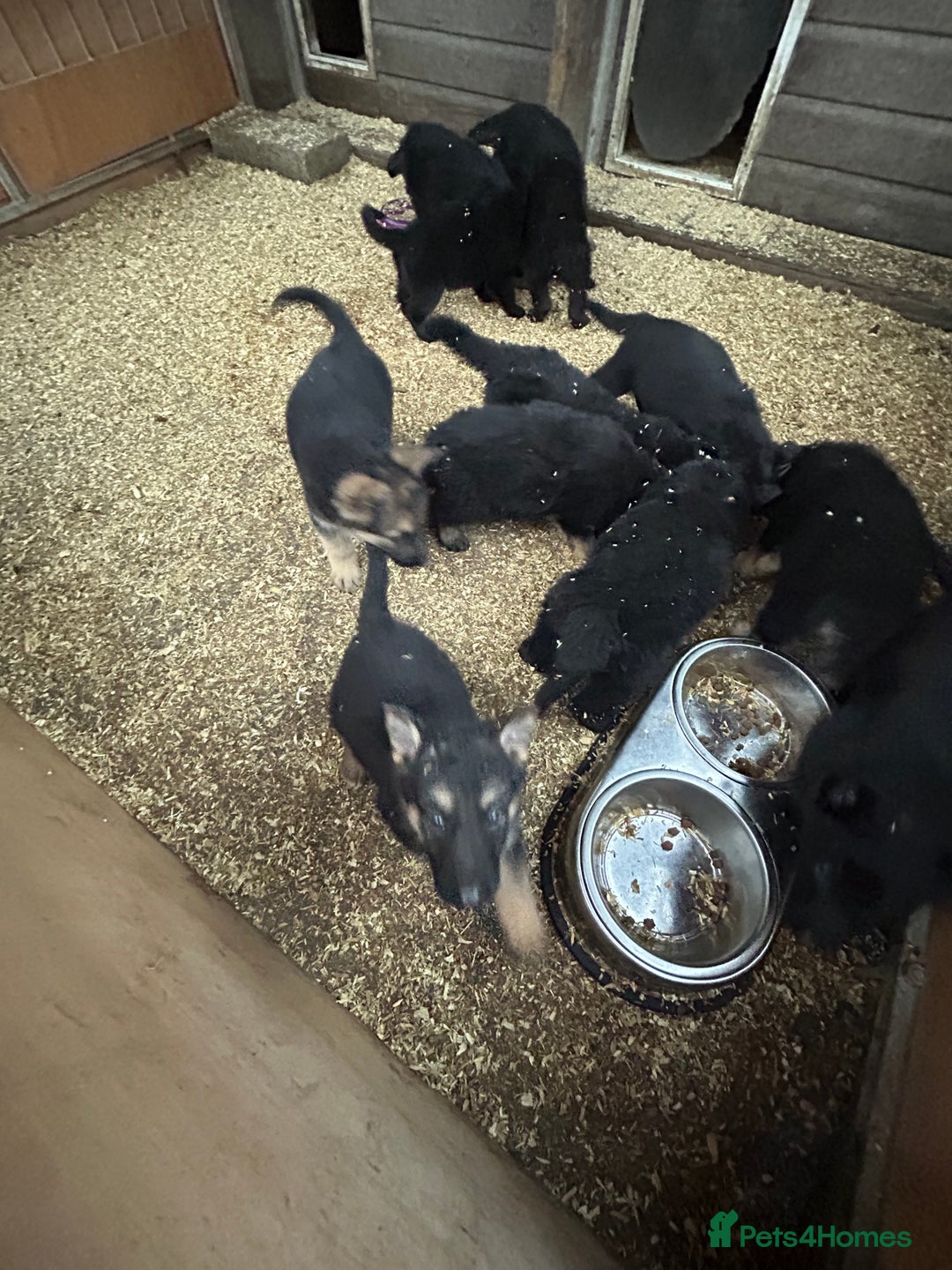 German Shepherd dogs for sale: German shepherd puppies  - Advert 7