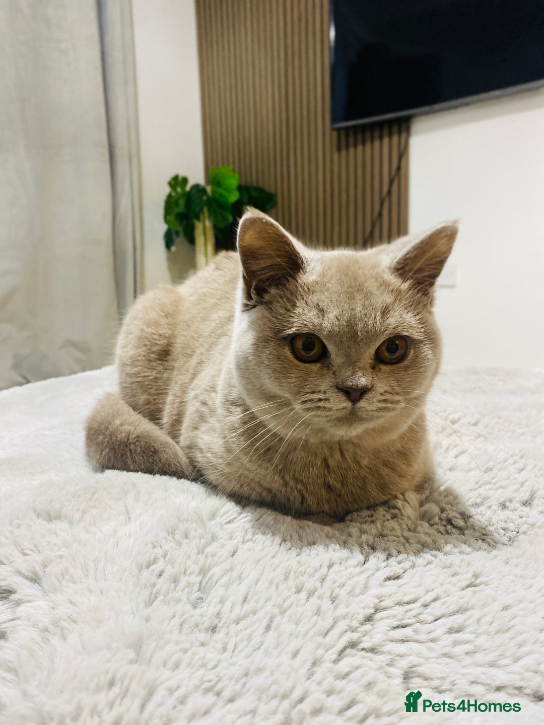 British Shorthair cats for sale: 👑 LILAC BSH reg GCCF LAST GIRL 👑 - Advert 5