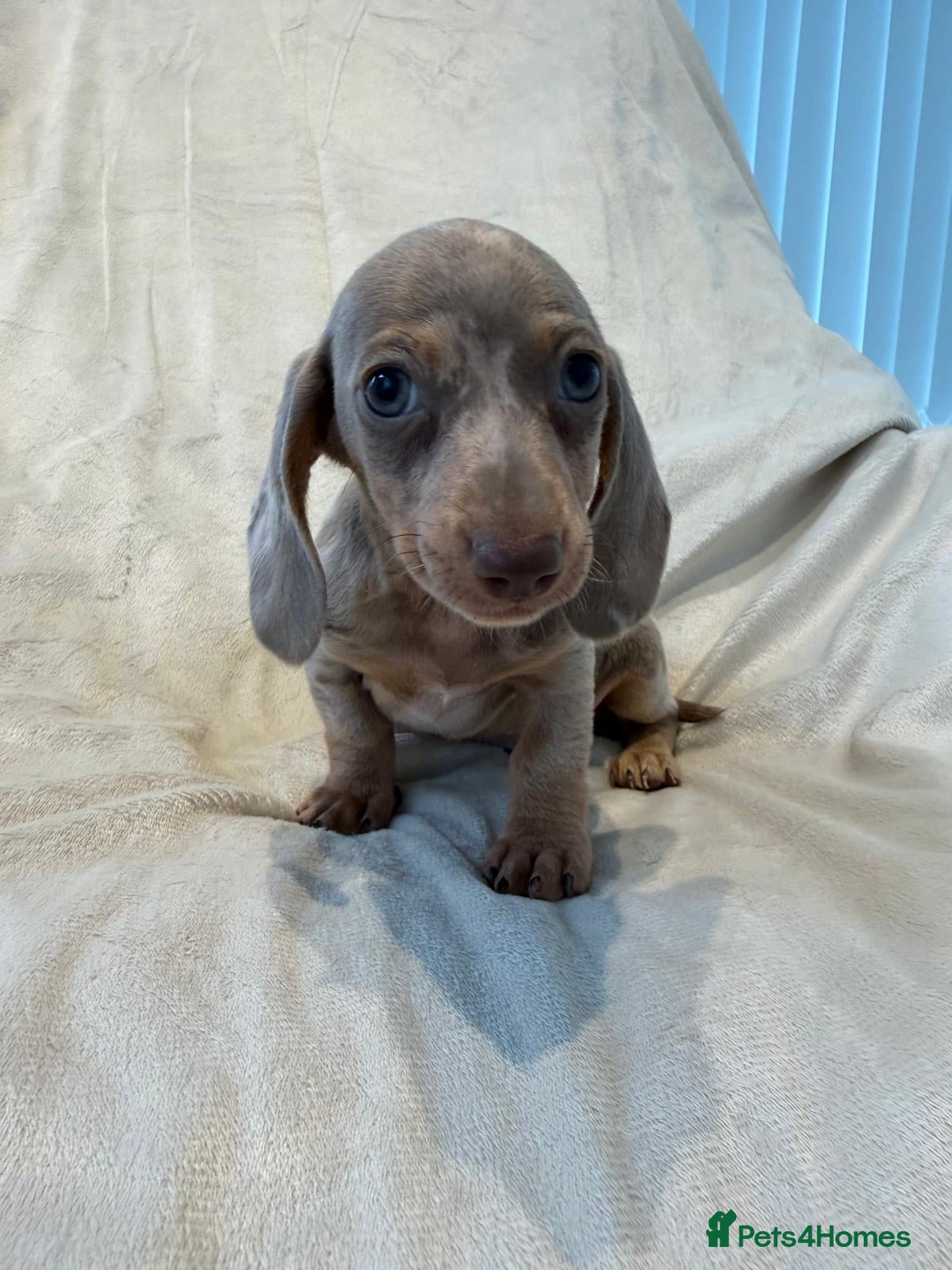Miniature Dachshund dogs Kc miniature dachshund  - Advert 2