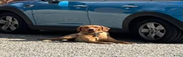 Labrador Retriever dogs for sale: Stunning KC Registered Champion line Puppies  - Advert 2