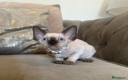 Devon Rex cats for sale: Two Adorable Devon Rex Kittens 💙🩷 - Image 1