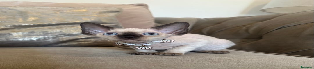 Devon Rex Kitten 1