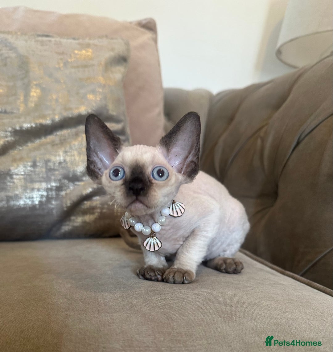 Devon Rex cats for sale: Two Adorable Devon Rex Kittens 💙🩷 - Image 1