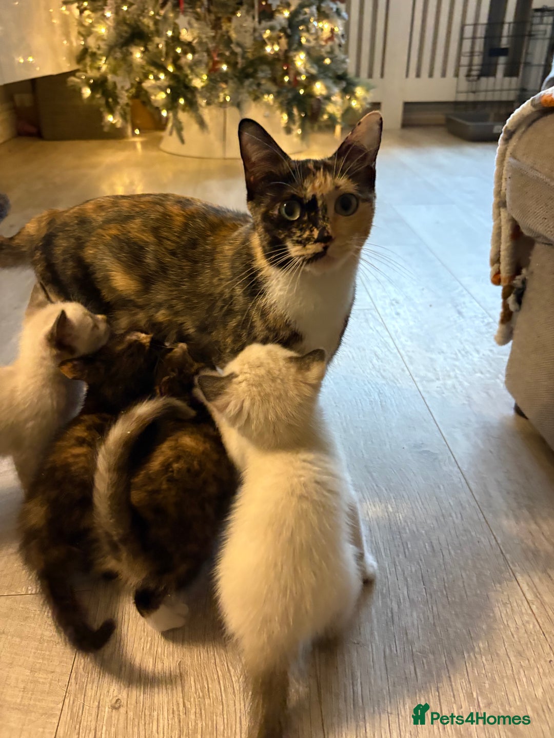 RagaMuffin cats for sale: Beautiful Ragamuffin Kittens Ready December 24th   - Advert 7