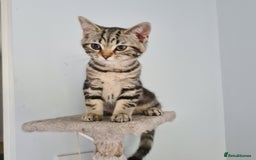 Scottish Fold cats for sale: Urgent sale of Scottish Fold kitten in London - Image 6