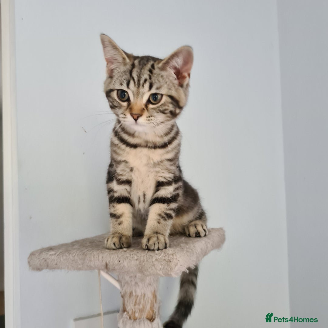 Scottish Fold cats for sale: Urgent sale of Scottish Fold kitten in London - Image 6