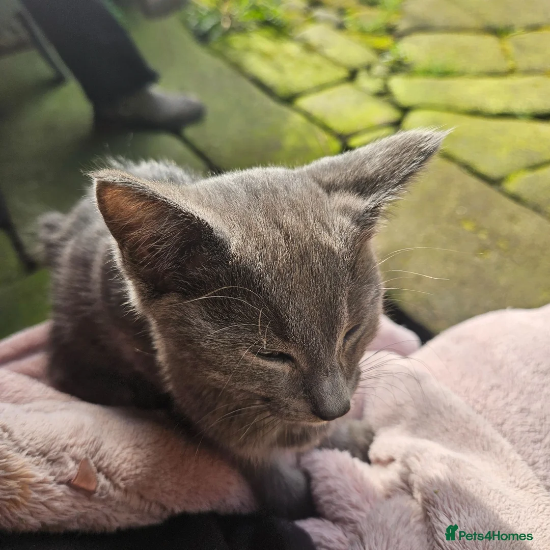 Mixed Breed cats for sale: Tiny grey barn kitten - Advert 5