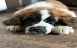 Saint Bernard dogs for sale: Saint Bernard  - Image 3
