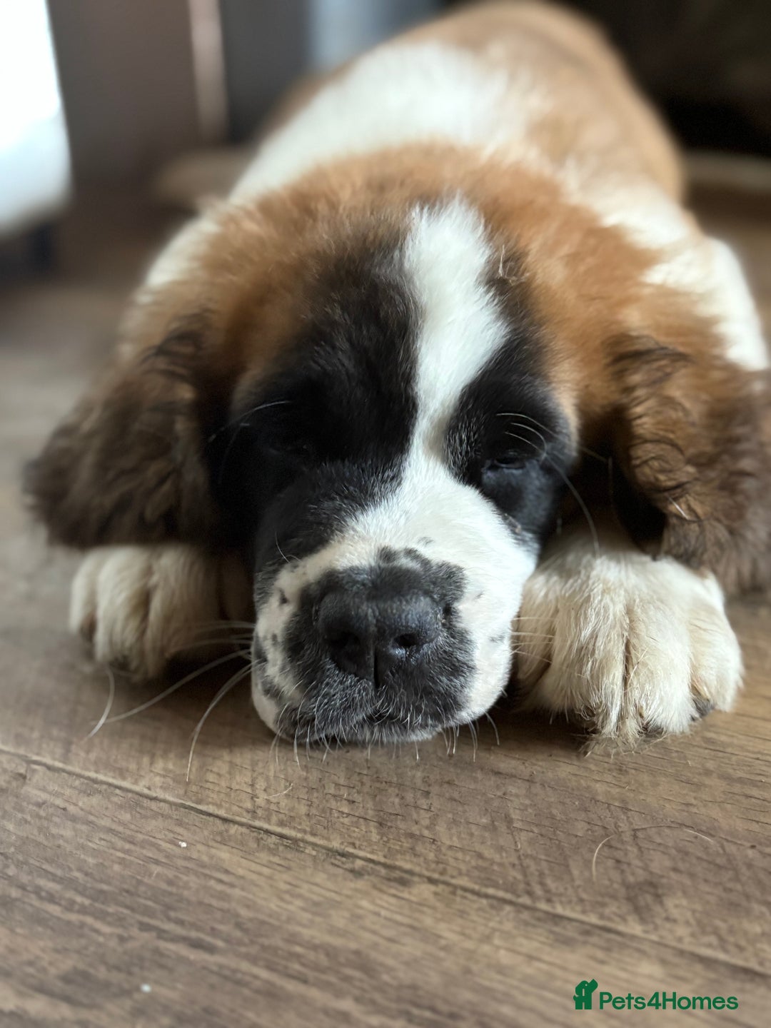 Saint Bernard dogs for sale: Saint Bernard  - Image 3