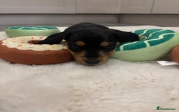 Miniature Dachshund dogs for sale: Miniature dachshund  - Advert 11