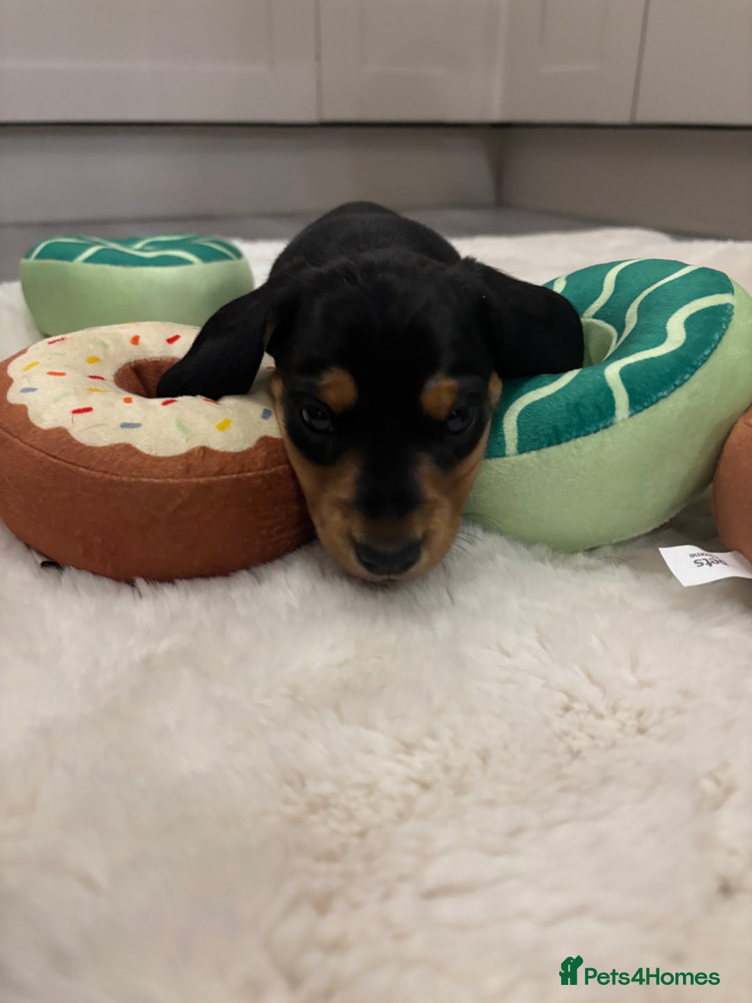 Miniature Dachshund dogs for sale: Miniature dachshund  - Advert 11