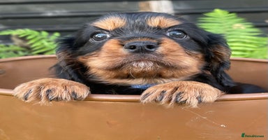 Cavalier King Charles Spaniel dogs - Advert 2
