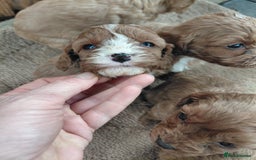 Cavapoo dogs for sale: Cavapoos - Image 4