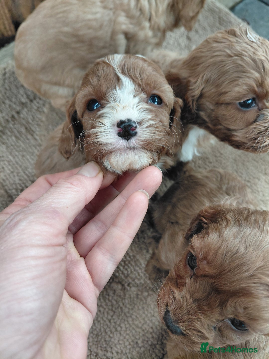 Cavapoo dogs for sale: Cavapoos - Image 4