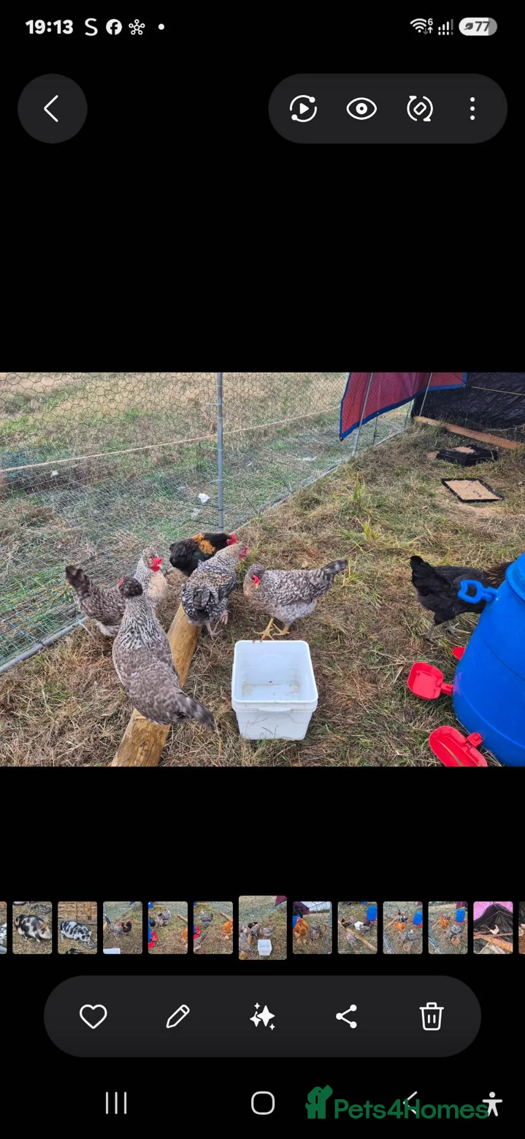 Chickens poultry for sale: POL, layers and young hens - Advert 3