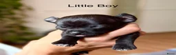 Chihuahua dogs for sale: Black grey rare chihuahua pups, healthy parents N1 - Advert 10