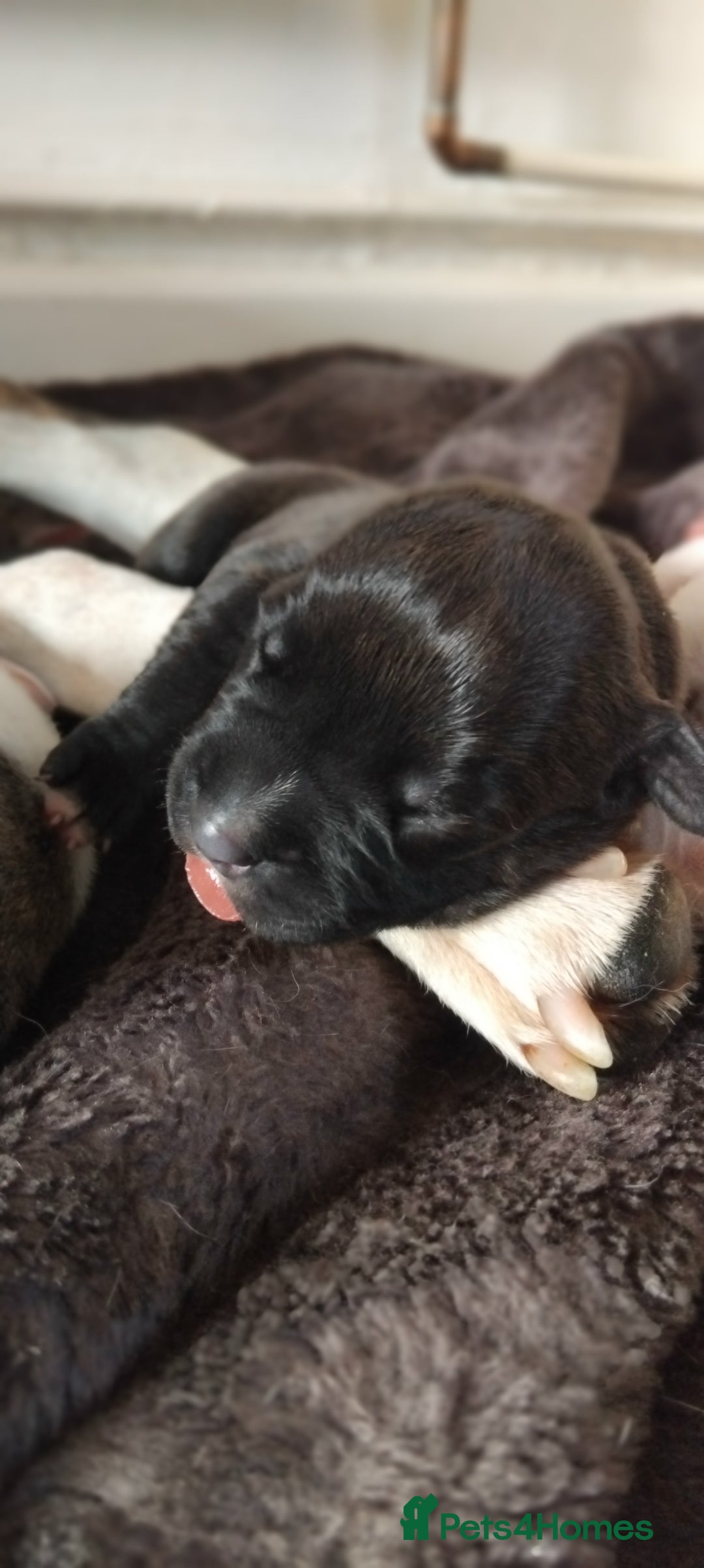 American Bulldog dogs for sale: Amercian Bulldog Pups 🐾  - Image 2