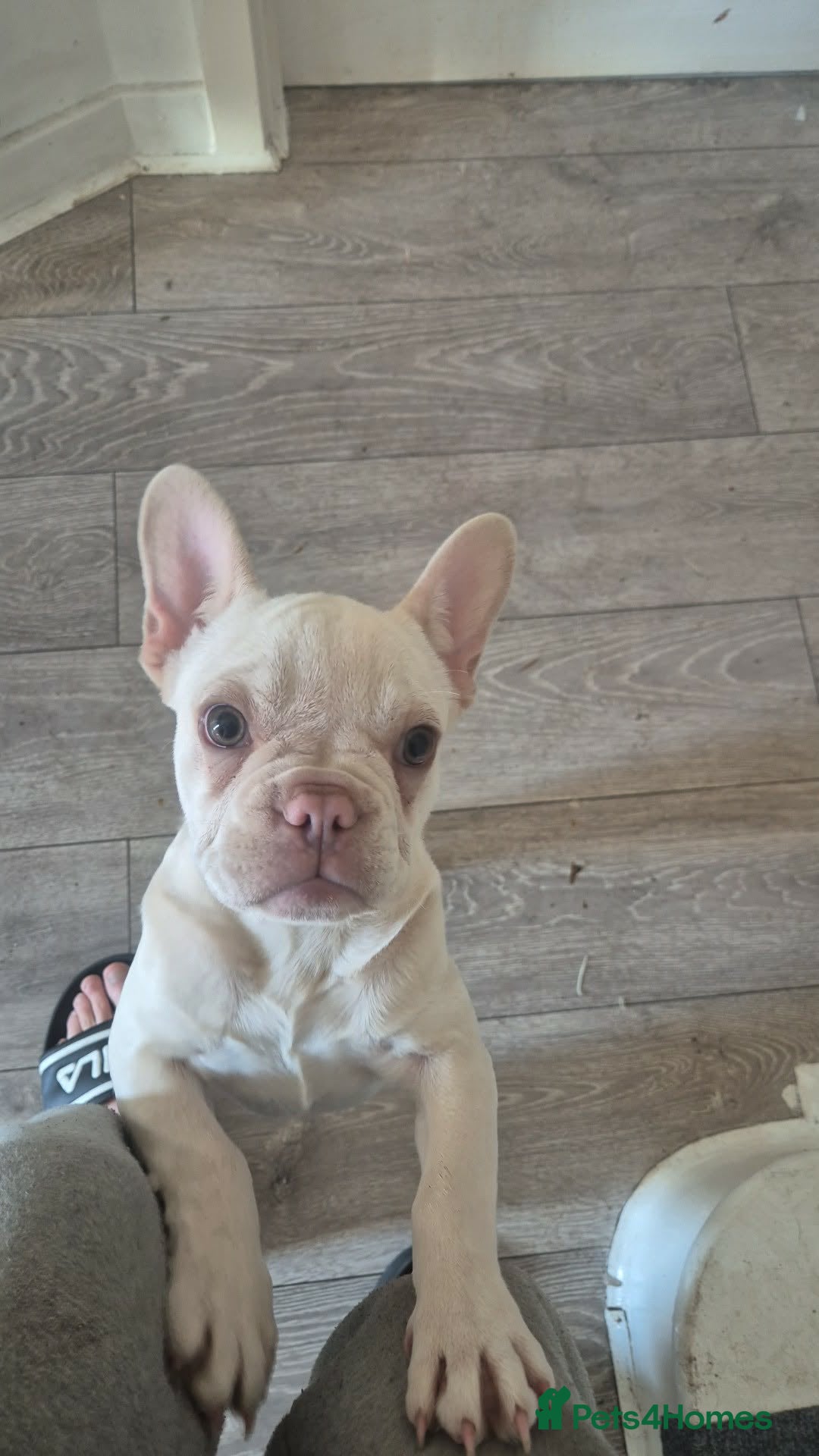 French Bulldog dogs Last female left French Bulldog Puppies  - Advert 7