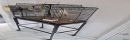 Cockatiels birds for sale: Cocktail in Doncaster - Advert 3