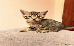 Mixed Breed cats for sale: Tabby Kittens for Sale  - Image 9