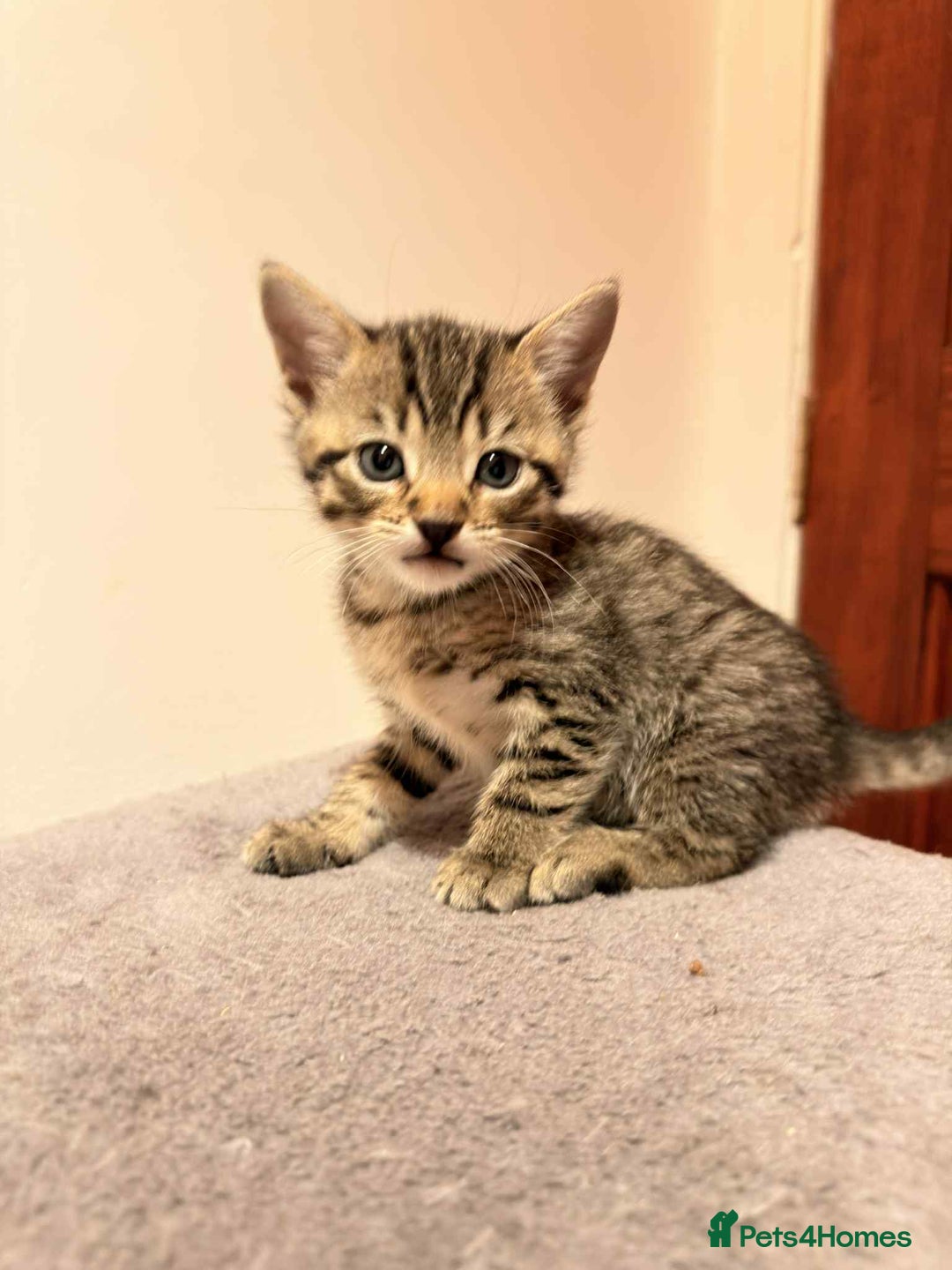 Mixed Breed cats for sale: Tabby Kittens for Sale  - Image 9