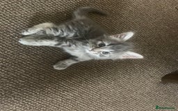 Mixed Breed cats for sale: Silver tabby  - Image 2