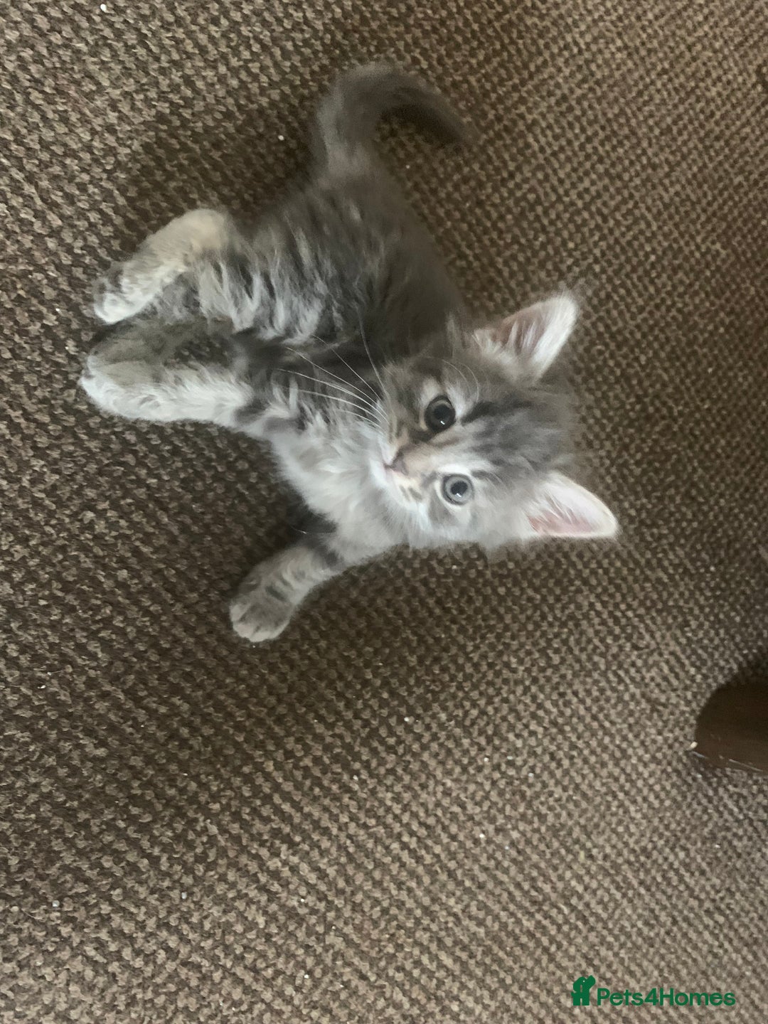 Mixed Breed cats for sale: Silver tabby  - Image 2