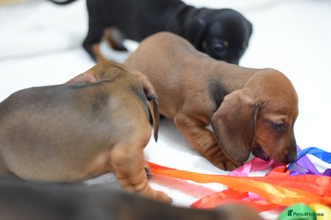 Miniature Dachshund dogs for sale: 🌟Gorgeous Miniature Dachshunds🌟 - Advert 24