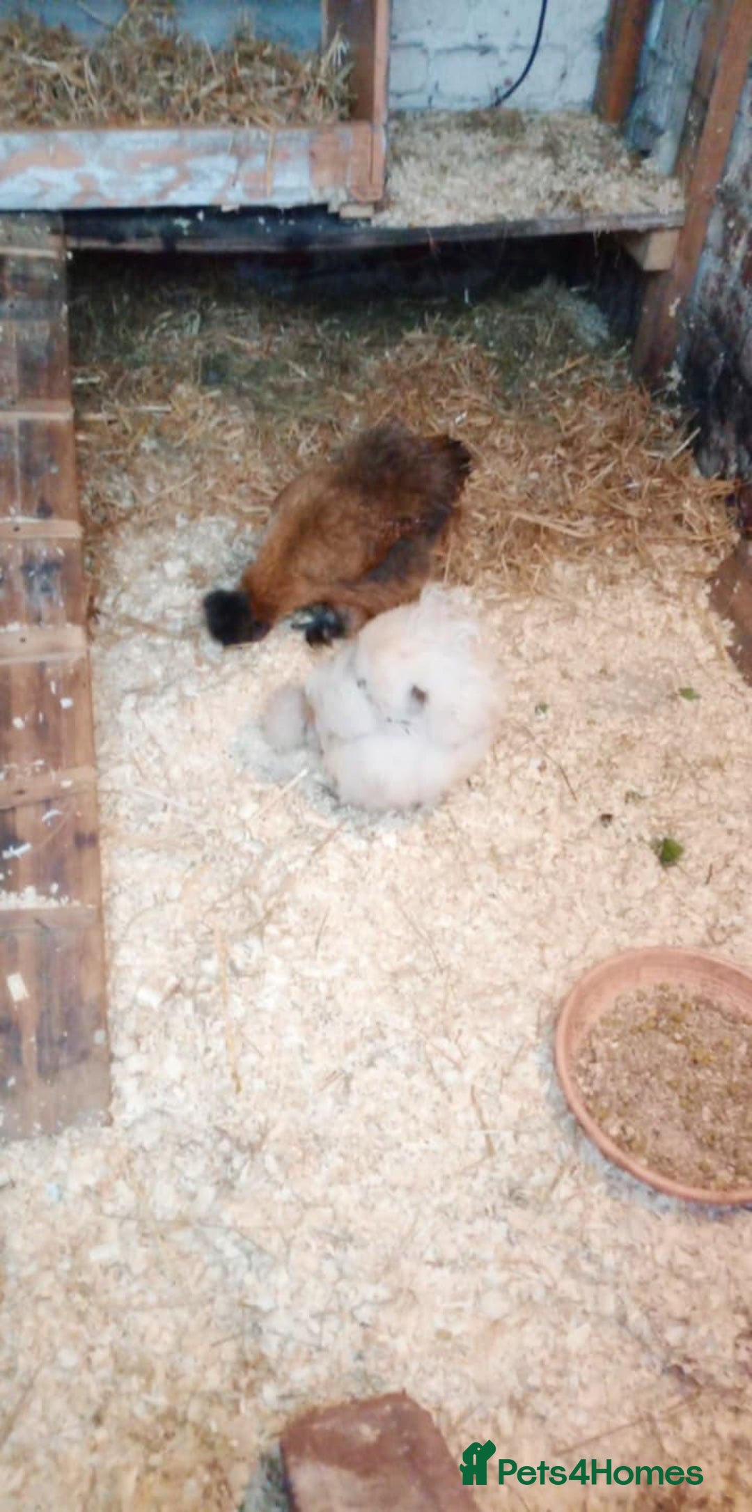 Chickens poultry for sale: Pure breed Silkie hens - Advert 4