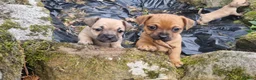 Mixed Breed dogs for sale: Gorgeous little pug mix puppies in Dungannon - Advert 7