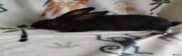Rex rabbits for sale: Californian x Rex Litter - Advert 3