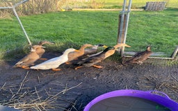 Ducks poultry for sale: 8 Indian Runner Ducks  - Image 1