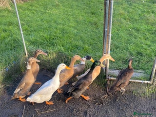 Ducks poultry - Advert 2