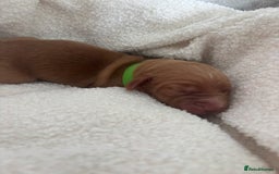 Cocker Spaniel dogs for sale: Beautiful KC working cocker spaniel puppies.  - Image 8