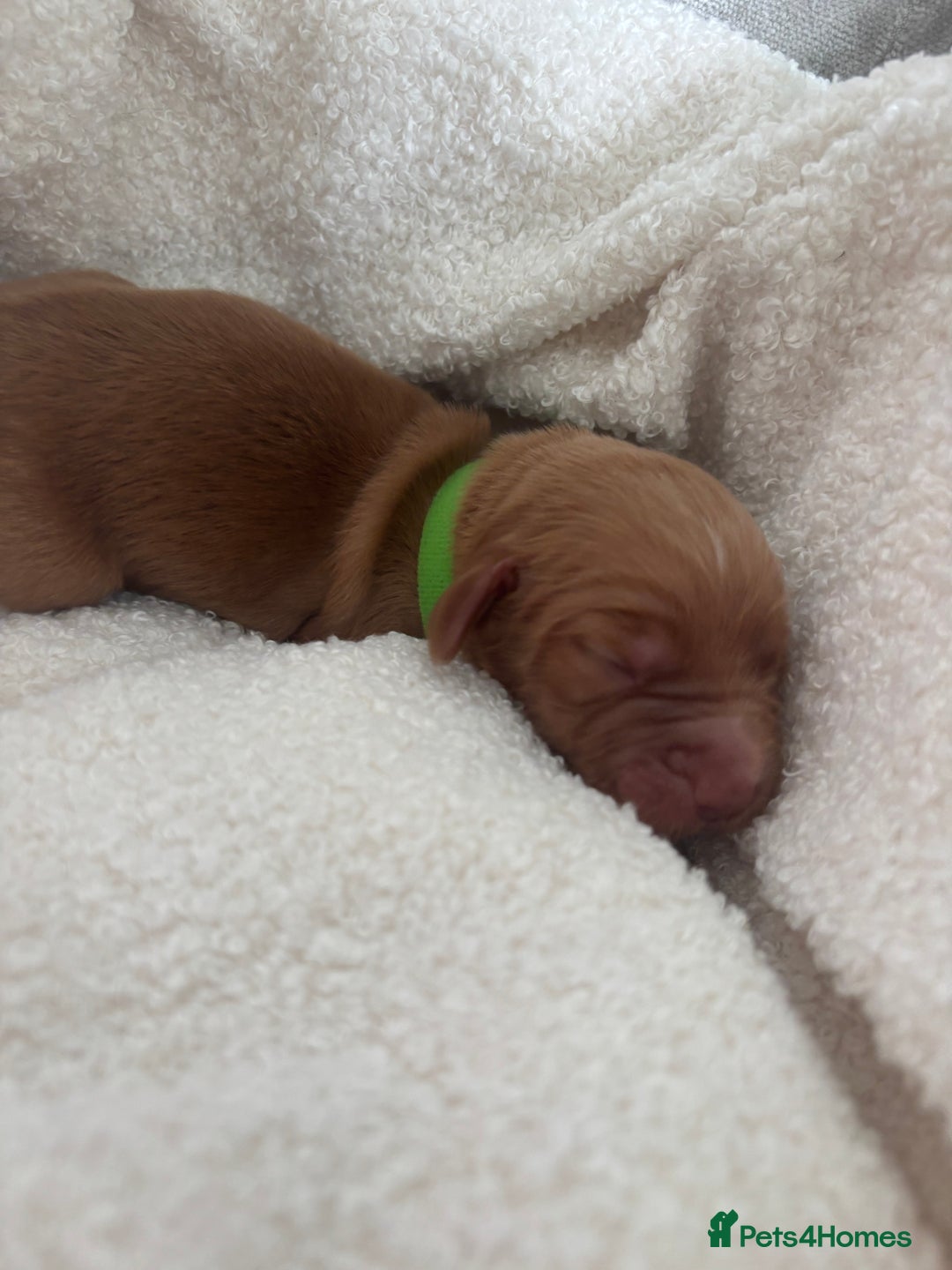 Cocker Spaniel dogs for sale: Beautiful KC working cocker spaniel puppies.  - Image 8
